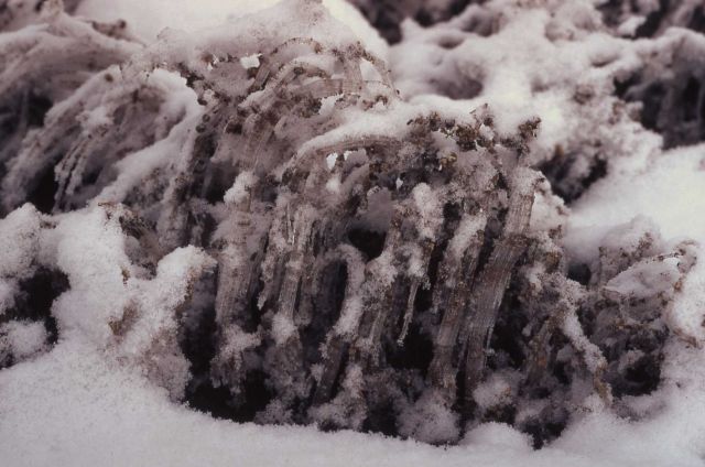 Pencil-like frost crystals growing near Old Faithful Inn Picture