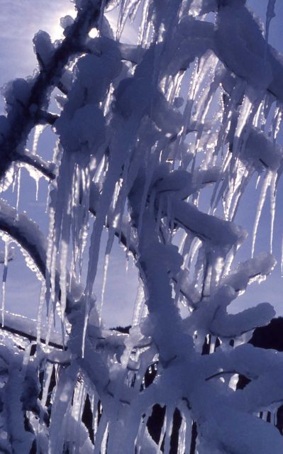 Iced trees from Steamboat Geyser Picture