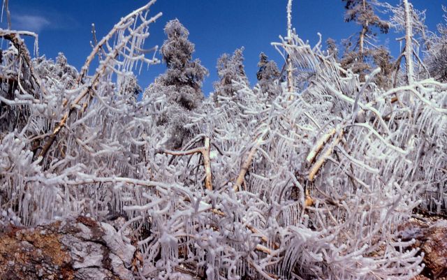 Iced trees from Steamboat Geyser Picture
