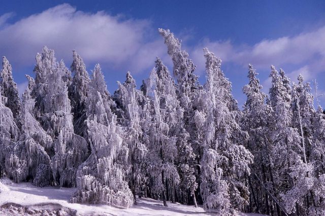 Iced trees from Steamboat Geyser Picture