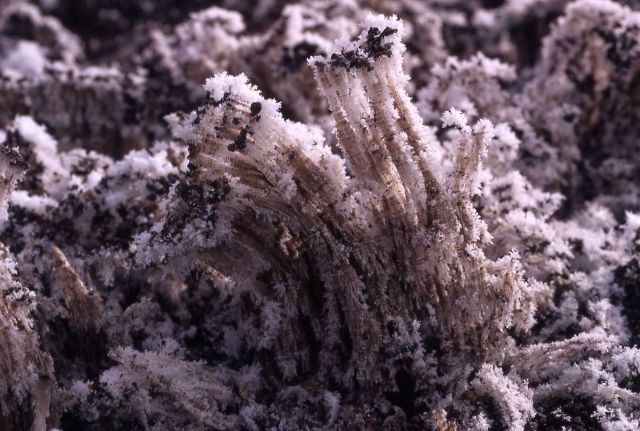 Frost columns rising from warm ground Picture