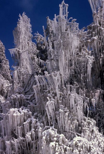 Icing at Steamboat Geyser Picture