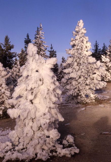 Ghost trees Picture