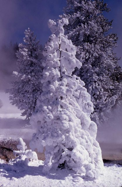 Ghost trees Picture