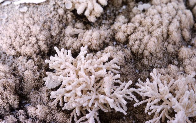 Travertine encrusted pine needles - Mineral deposits Picture