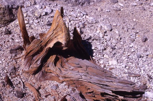 Silicified wood near Monument Geyser Basin - Mineral deposits Picture