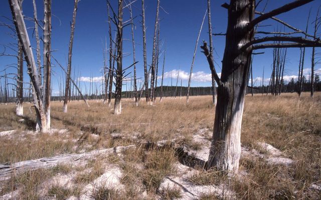 Silicified lodgepole - Mineral deposits Picture