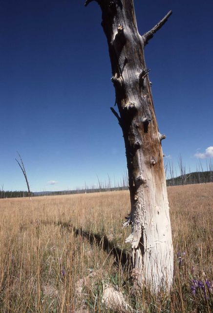 Silicified lodgepole - Mineral deposits Picture