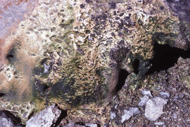 Silica formation near Minute Geyser - Norris Geyser Basin - Mineral deposits Picture