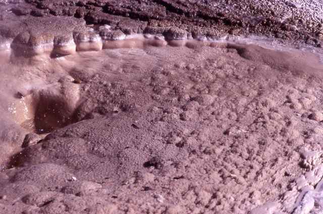 Sinter deposits in Porcelain Basin - Mineral deposits Picture