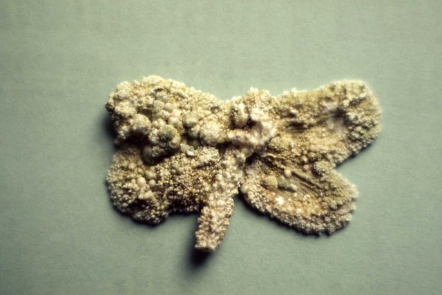 Butterfly coated with travertine - Mineral deposits Picture