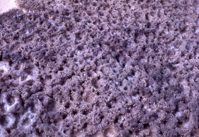 Sinter - Old Faithful Geyser cone - Mineral deposits Picture