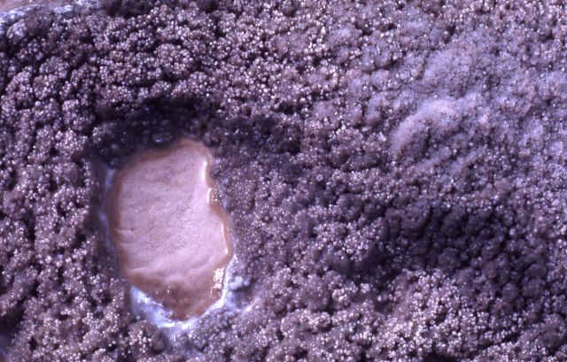 Sinter - Old Faithful Geyser cone - Mineral deposits Picture