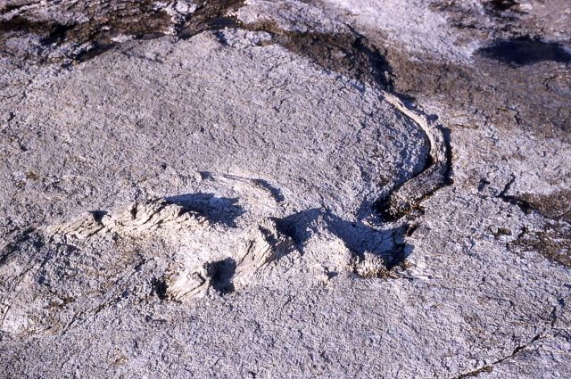 Wood embedded in Old Faithful Geyser cone - Mineral deposits Picture
