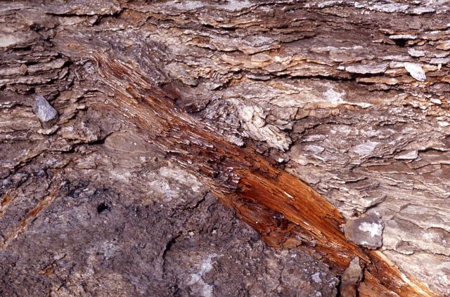 Wood embedded in Old Faithful Geyser cone - Mineral deposits Picture