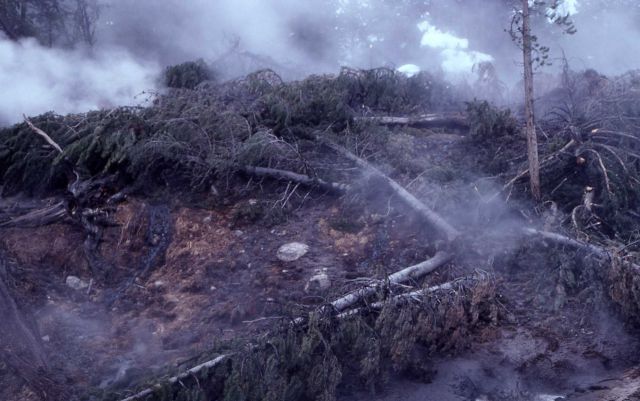 Increased activity causing tree death - Mud Pots, Mud Volcano area Picture
