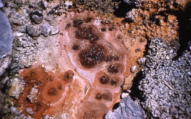 Artists' Paintpots - Mud Pots, Norris Geyser Basin Picture