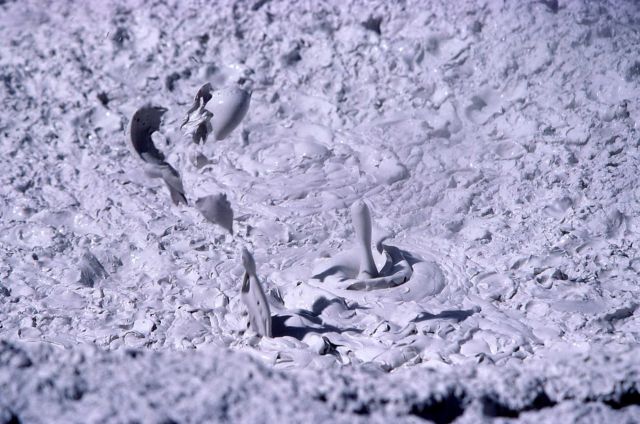 Mud Pot - Unknown area Picture