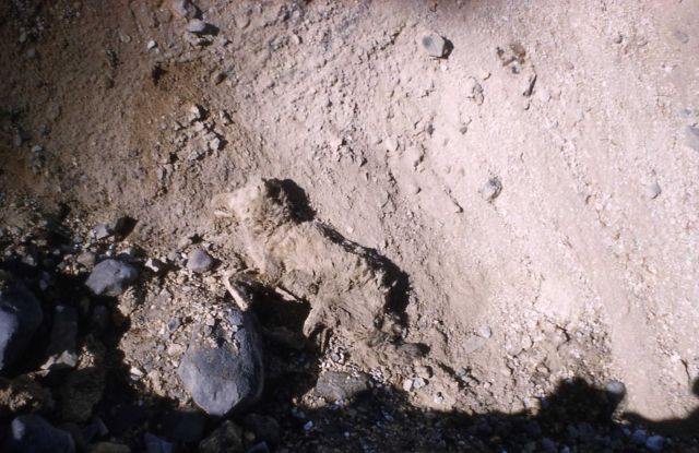 Death Gulch - dead coyote Picture