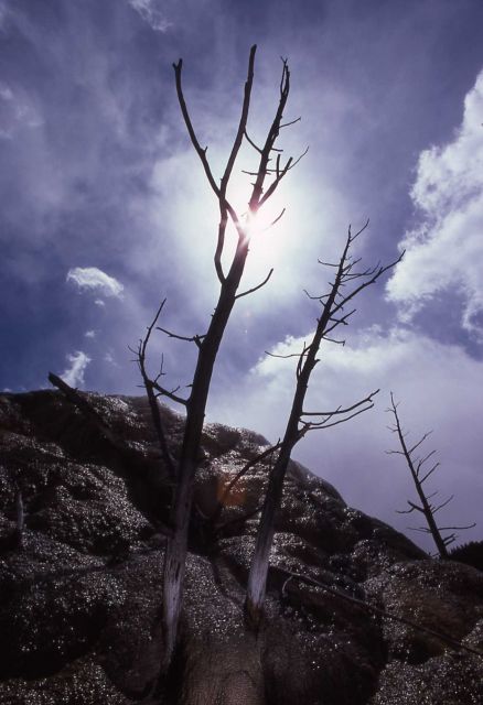 Trees killed by thermal activity Picture