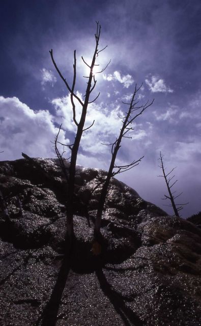Trees killed by thermal activity Picture