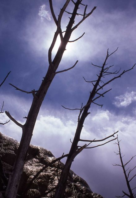 Trees killed by thermal activity Picture
