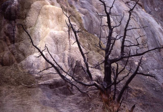 Trees killed by thermal activity Picture