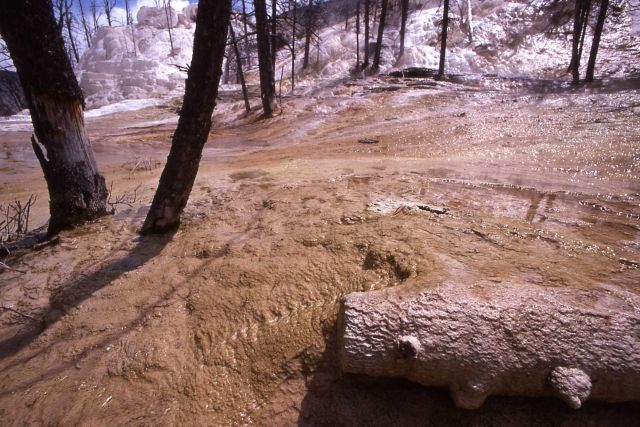 Trees killed by thermal activity Picture
