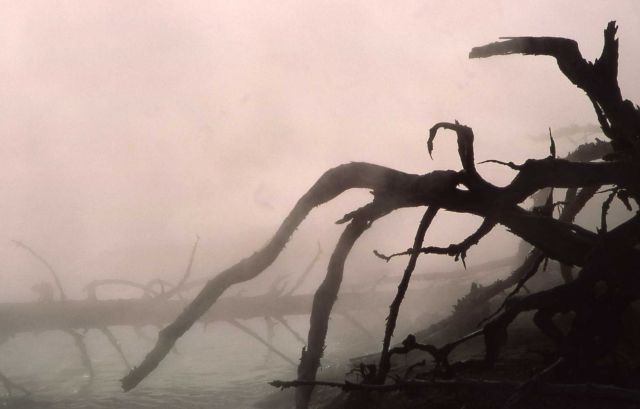 Seismic Geyser - dead tree & steam Picture