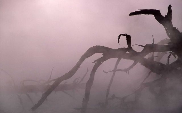 Seismic Geyser - dead tree & steam Picture