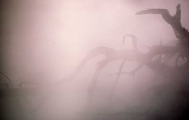 Seismic Geyser - dead tree & steam Picture