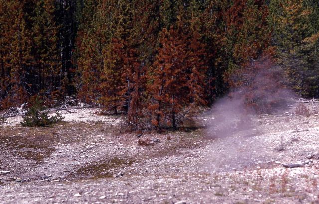 Trees being killed by warm ground - Norris Geyser Basin Picture