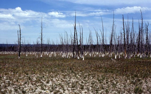 Bobby sox trees near Firehole Lake Drive Picture