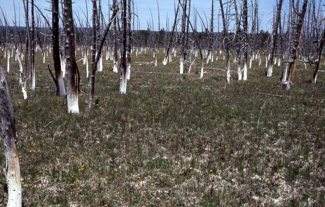 Close up of bobby sox trees Picture