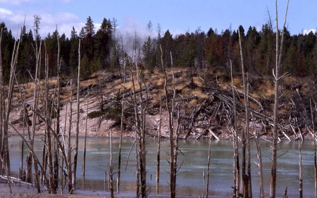 Trees drowned & killed by heat - Norris Geyser Basin Picture