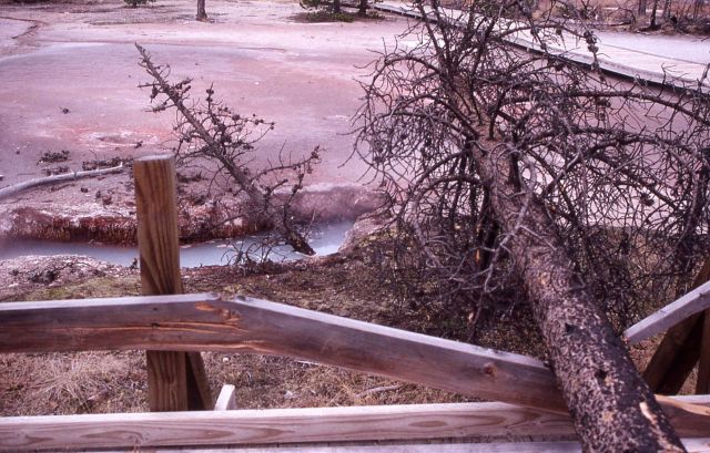 Artists' Paintpots - fallen tree across boardwalk & into spring Picture