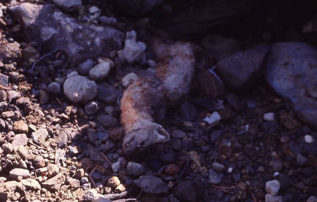 Dead pine martin in Death Gulch Picture