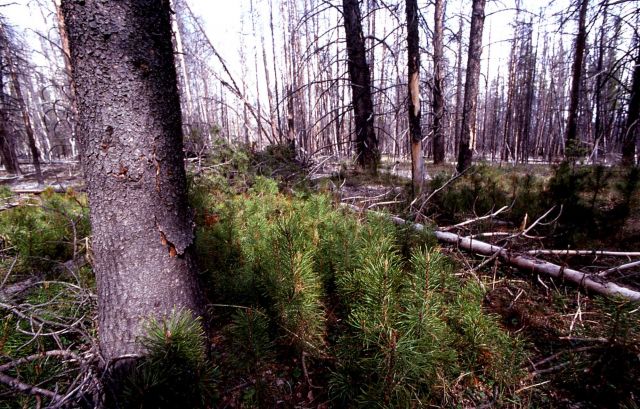 Regrowth in forest killed by thermal flows Picture