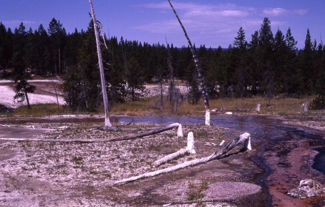 Dead trees in run off channel Picture