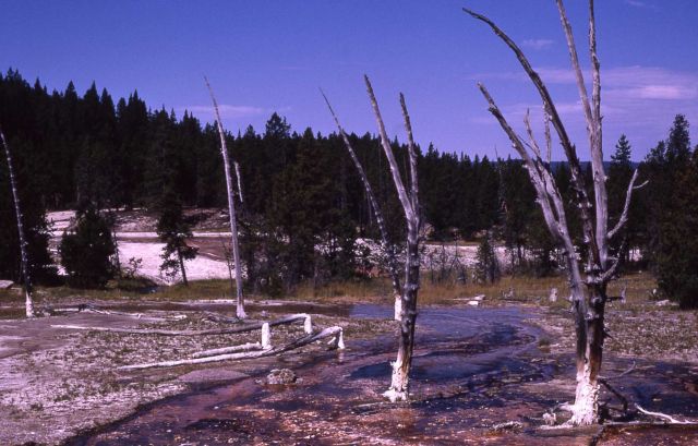 Dead trees in run off channel Picture