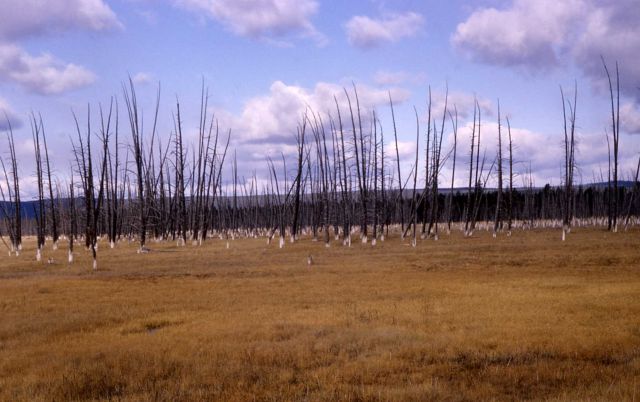 Dead trees in Lower Geyser Basin Picture