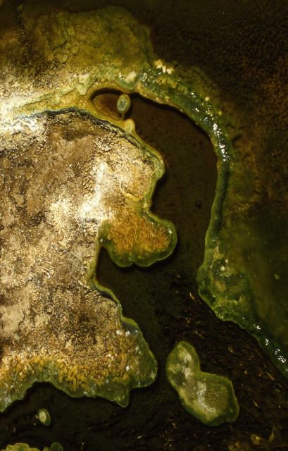 Algae in thermal water Picture