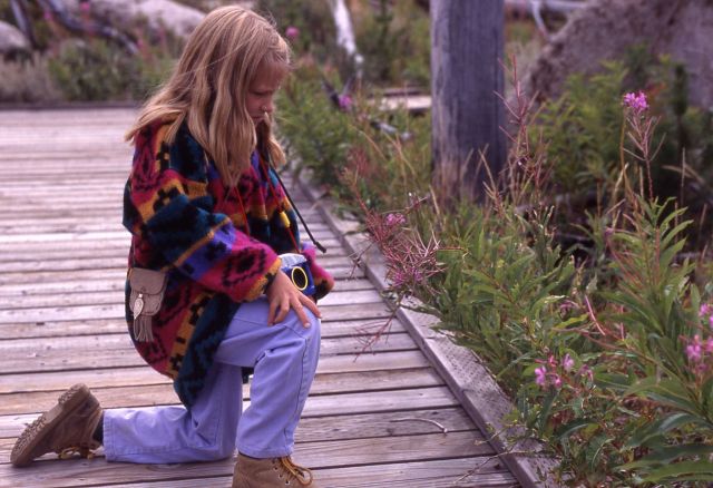 Girl looking at fireweed on the Forces of Northern Range trail Picture