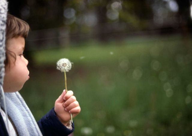 Child holding milkweed & blowing pods Picture