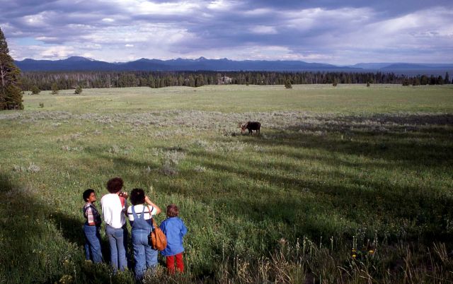 Visitors viewing moose Picture