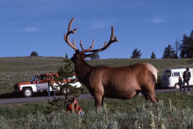 Visitors viewing bull elk Picture