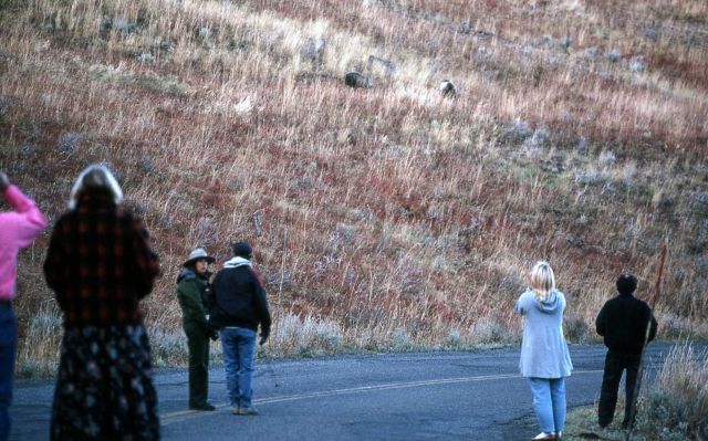 Tourists viewing grizzly bears (in distance) near Antelope Drainage Picture