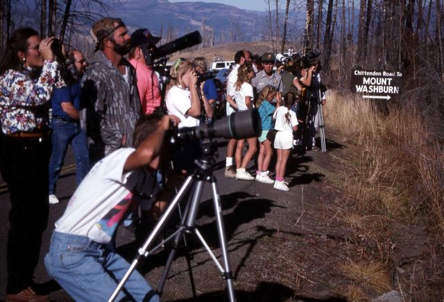 Photographing & viewing grizzly bears near Chittenden Road Picture
