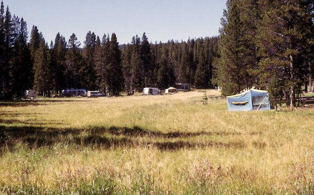 Grassy meadow at Bridge Bay campground Picture
