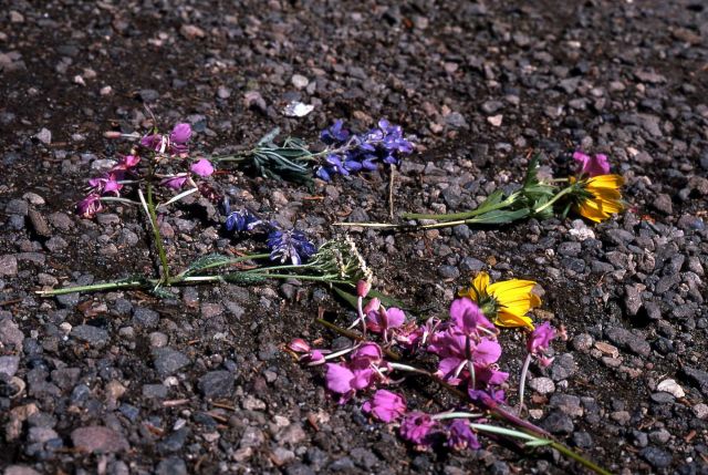 Picked flowers Picture
